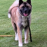 Brody joined the competition — help win amazing prizes! dog, akita, canine, pet, grass, outdoor, animal, mammal, leash, tongue, tail, ears, fur, walking, greenery, yard, smiling, standing, daytime, playful