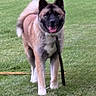 dog, akita, canine, pet, grass, outdoor, animal, mammal, leash, tongue, tail, ears, fur, walking, greenery, yard, smiling, standing, daytime, playful