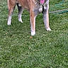 Brody is registered to the contest to win money with this photo: dog, akita, canine, pet, animal, grass, lawn, outdoor, tongue_out, ears_up, standing, happy, house, garden_hose, daylight, fur, tail_curled, backyard, nature, mammal