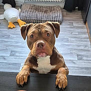 Tia participe au concours pour gagner de l'argent avec cette photo : dog, pit_bull, brown_dog, white_chest, front_paws, portrait, indoors, home, floor, table, plush_toy, duck_toy, radiator, curtains, wood_floor, centered, looking_at_camera, serious_expression, pet, animal