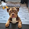 dog, pit_bull, brown_dog, white_chest, front_paws, portrait, indoors, home, floor, table, plush_toy, duck_toy, radiator, curtains, wood_floor, centered, looking_at_camera, serious_expression, pet, animal