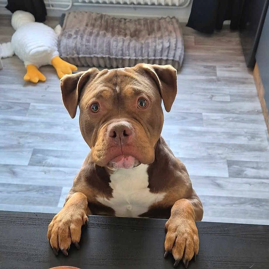 Tia participe au concours pour gagner de l'argent avec cette photo : dog, pit_bull, brown_dog, white_chest, front_paws, portrait, indoors, home, floor, table, plush_toy, duck_toy, radiator, curtains, wood_floor, centered, looking_at_camera, serious_expression, pet, animal