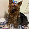 dog, yorkshire_terrier, small_dog, pet, portrait, groomed, bow, hair_bow, long_hair, brown_fur, black_fur, sitting, indoors, blanket, colorful, cute, companion_animal, closeup, ears, home