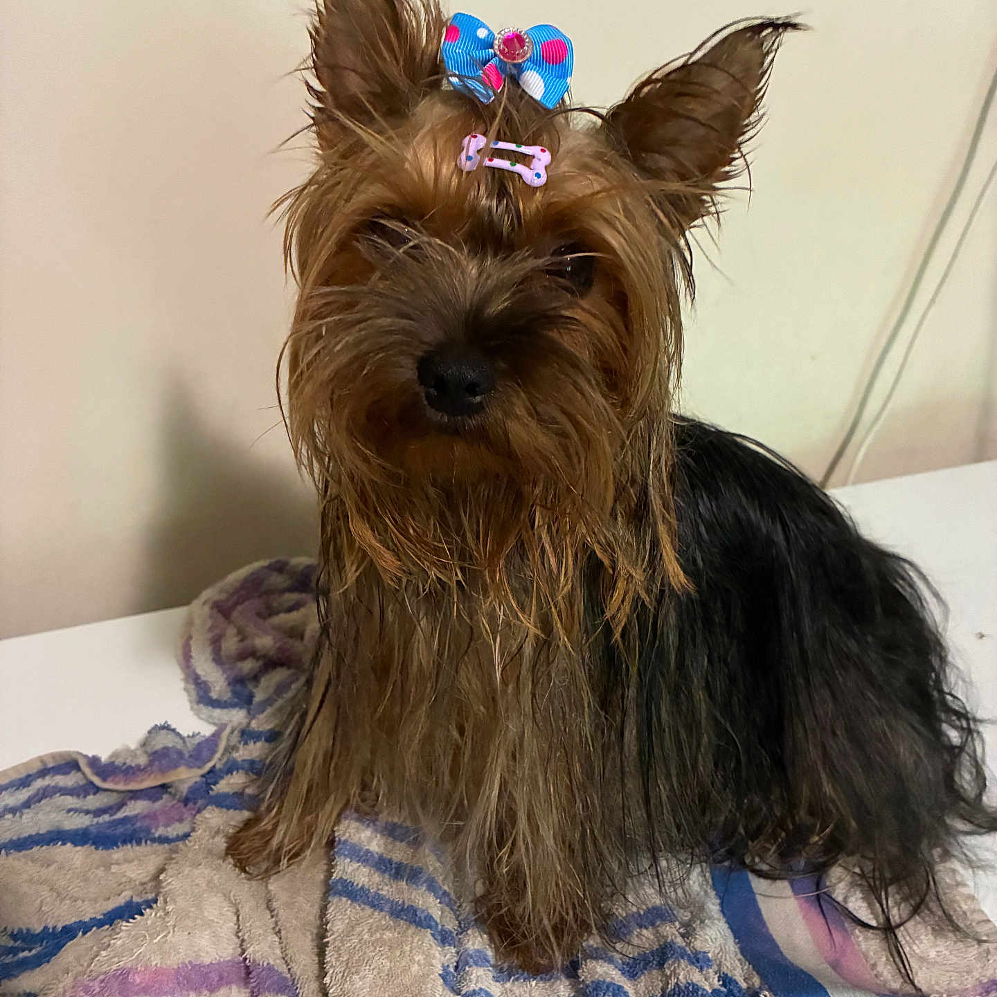 Vanille a rejoint le concours — aidez-le/la à gagner de superbes lots ! dog, yorkshire_terrier, small_dog, pet, portrait, groomed, bow, hair_bow, long_hair, brown_fur, black_fur, sitting, indoors, blanket, colorful, cute, companion_animal, closeup, ears, home