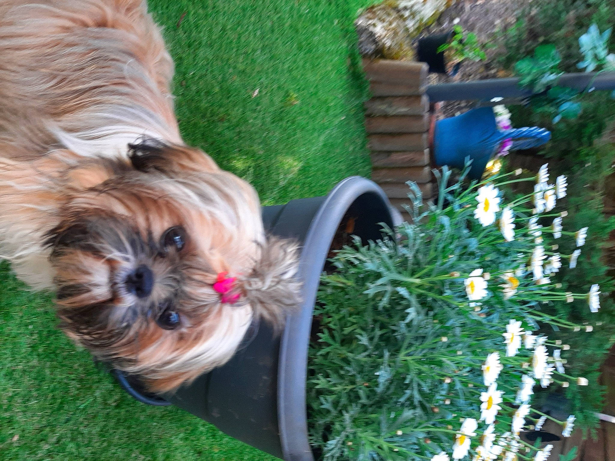 Shana participe au concours pour gagner de l'argent avec cette photo : canidae, carnivore, christmas_ornament, companion_dog, dog, dog_breed, dog_clothes, dog_collar, dog_supply, fawn, flower, grass, leash, liver, plant, small_terrier, sporting_group, toy, toy_dog, yorkshire_terrier