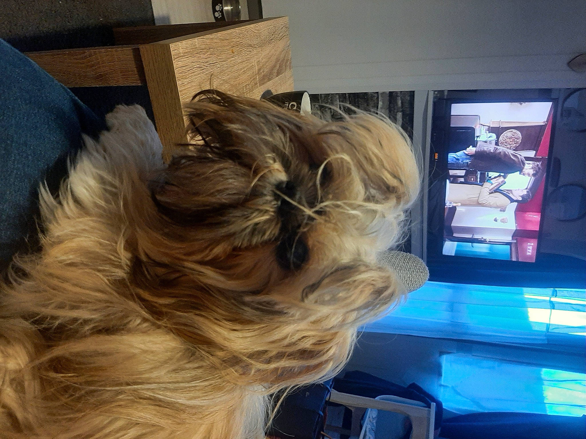 Shana a rejoint le concours — aidez-le/la à gagner de superbes lots ! braid, brown_hair, carnivore, comfort, companion_dog, dog, dog_breed, ear, eyewear, fashion_accessory, fun, fur, hair_coloring, liver, long_hair, machine, sporting_group, surfer_hair, television_set, wood