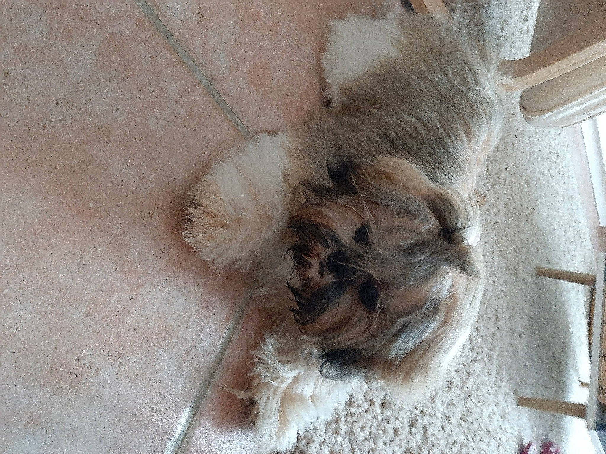 Shana a rejoint le concours — aidez-le/la à gagner de superbes lots ! canidae, carnivore, companion_dog, dog, dog_breed, dog_supply, fawn, felidae, flooring, fur, liver, pet_supply, shih_tzu, small_terrier, snout, sporting_group, tail, terrier, toy_dog, whiskers