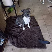 Leo is registered to the contest to win money with this photo: dog, pitbull, indoor, rug, tile_floor, pet, looking_up, household, rocking_chair, clutter, furniture, brown_rug, white_paws, gray_dog, domestic, animal, flooring, companion, canine, curious