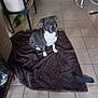dog, pitbull, indoor, rug, tile_floor, pet, looking_up, household, rocking_chair, clutter, furniture, brown_rug, white_paws, gray_dog, domestic, animal, flooring, companion, canine, curious