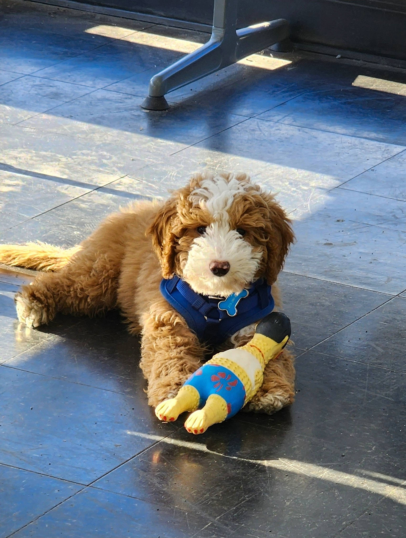 Bodhi is registered to the contest to win money with this photo: asphalt, carnivore, companion_dog, dog, dog_breed, dog_collar, dog_supply, flooring, fun, fur, poodle, road_surface, sidewalk, snout, sporting_group, terrier, toy, toy_dog, water_dog, working_animal