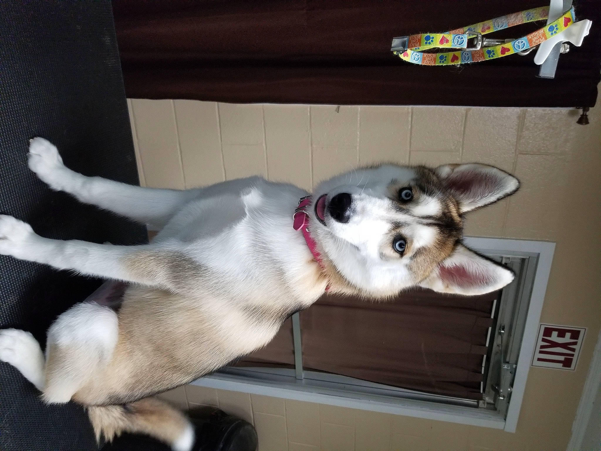 Kira is registered to the contest to win money with this photo: canidae, carnivore, collar, comfort, companion_dog, dog, dog_breed, dog_supply, door, fawn, fur, non_sporting_group, paw, picture_frame, small_to_medium_sized_cats, snout, sporting_group, tail, whiskers, working_animal