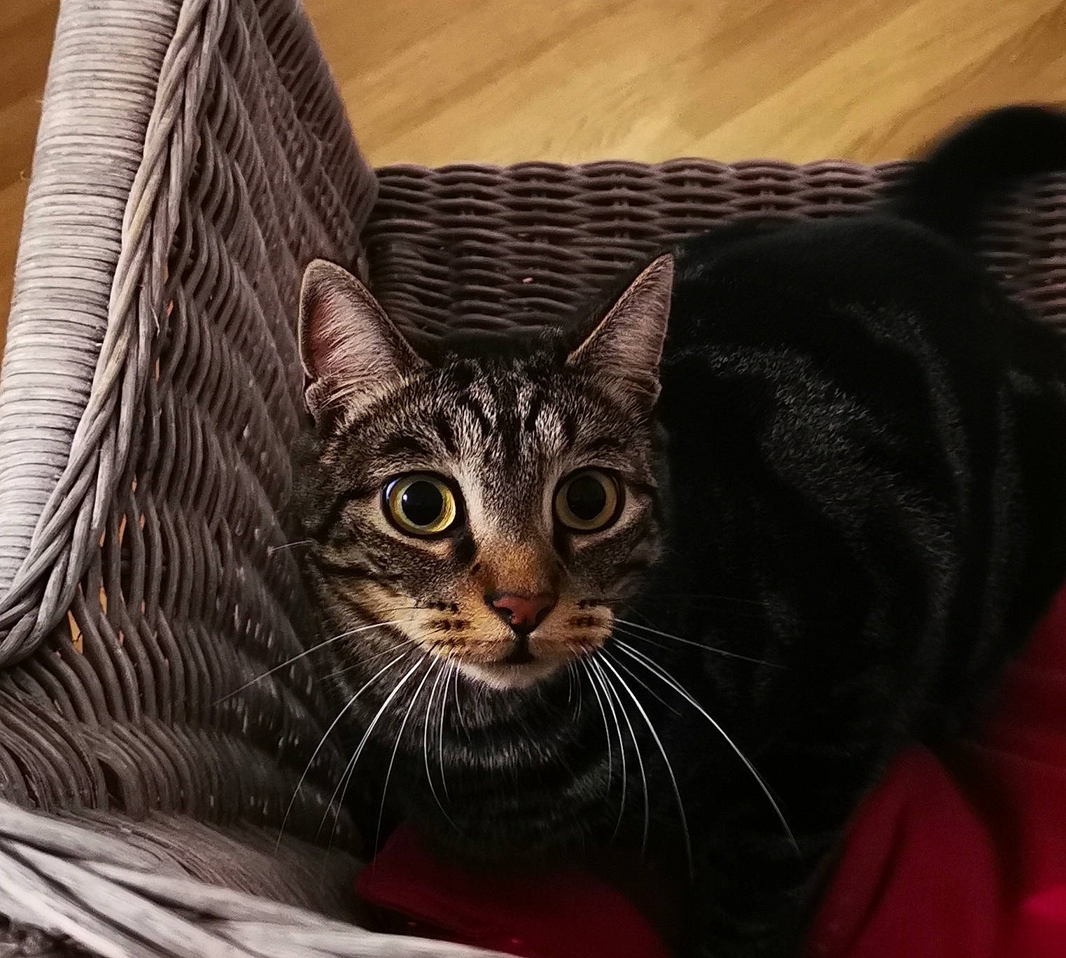 Pirouette participe au concours pour gagner de l'argent avec cette photo : carnivore, cat, cat_supply, comfort, domestic_short_haired_cat, felidae, fur, small_to_medium_sized_cats, snout, terrestrial_animal, whiskers, window, wood