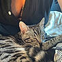 cat, tabby_cat, sleeping, person, black_shirt, buttoned_shirt, lap, fur, striped, cozy, indoor, blanket, resting, pet, animal, closeup, whiskers, ears, paw, relaxed