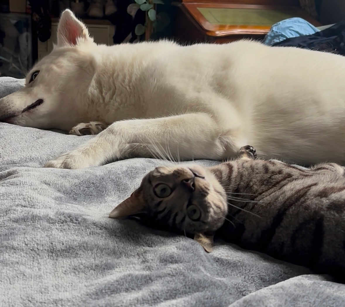 Diego joined the competition — help win amazing prizes! dog, cat, bed, blanket, indoor, pet, furry, resting, tabby_cat, white_dog, cozy, animal, companion, cute, lying_down, soft_texture, curious, relaxed, domestic, sleepy