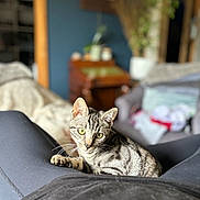 Diego joined the competition — help win amazing prizes! cat, tabby_cat, indoor, person, lap, furniture, plant, blurred_background, cozy, relaxed, pet, animal, whiskers, yellow_eyes, black_clothing, fabric, home, comfort, seated, domestic