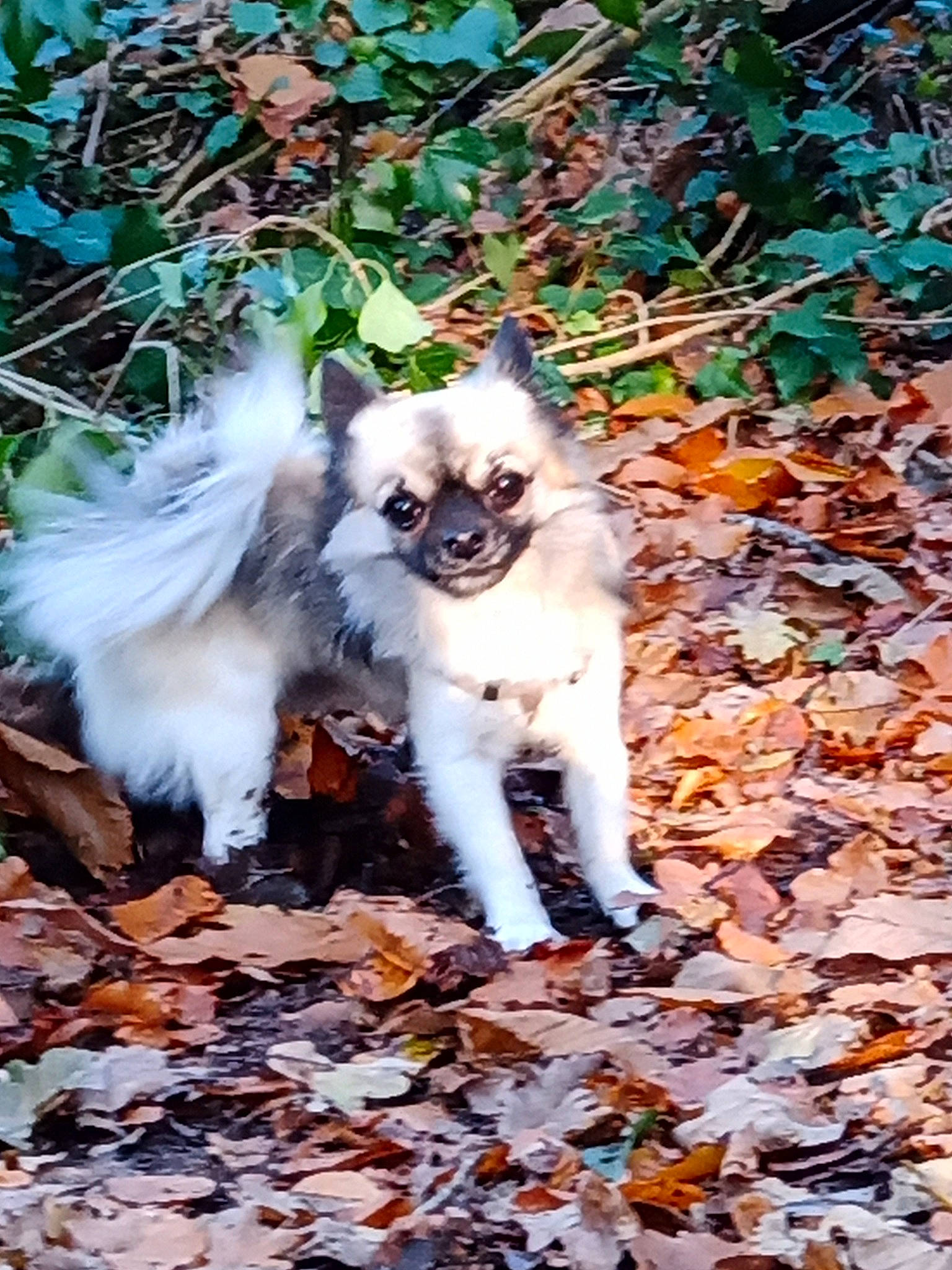 Paddy participe au concours pour gagner de l'argent avec cette photo : canidae, carnivore, cat, companion_dog, dog_breed, fawn, felidae, fur, grass, groundcover, leaf, plant, small_to_medium_sized_cats, snout, tail, terrestrial_animal, tree, whiskers, wildlife, wood