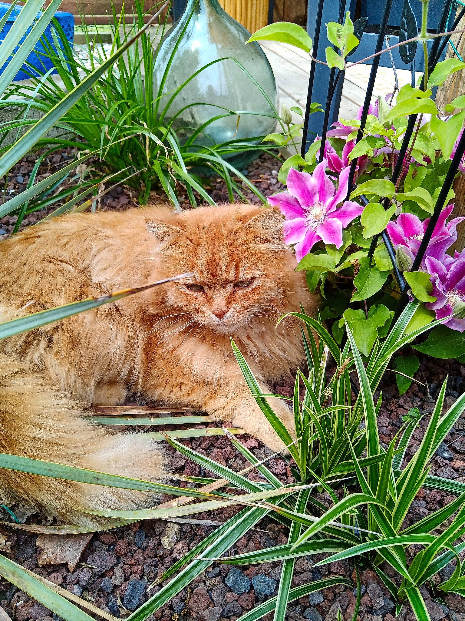 Boubouille a rejoint le concours — aidez-le/la à gagner de superbes lots ! annual_plant, carnivore, cat, domestic_short_haired_cat, fawn, felidae, flower, flowerpot, fur, grass, groundcover, herbaceous_plant, houseplant, petal, plant, small_to_medium_sized_cats, tail, terrestrial_animal, whiskers, wood