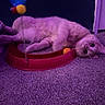 ball, big_eyes, carpet, cat, close_up, cute, doorway, floor, furniture, ginger_cat, indoor, lying_down, paw, pet, playful, purple_lighting, relaxed, scratcher, toy, whiskers