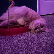 Rayo is registered to the contest to win money with this photo: carpet, cat, cute, door, eye_contact, feline, floor, fur, indoor, living_room, pet, playful, portrait, purple_lighting, relaxed, scratcher, spring, toy, upside_down, whiskers