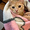 blanket, cat, close_up, countertop, cozy, ears_up, ginger_cat, home, indoor, orange_fur, paw, pink_blanket, pink_nose, plush_texture, portrait, snuggled, soft_fabric, whiskers, wide_eyes, wooden_cabinet