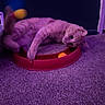 ball, carpet, cat, closeup, corner, cozy, domestic, feline, floor, indoor, lying_down, orange_ball, pet, playful, portrait, purple_lighting, relaxed, scratch_pad, toy, whiskers