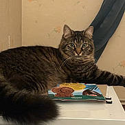 Pacha a rejoint le concours — aidez-le/la à gagner de superbes lots ! abyssinian, animal, architecture, book, box, building, cat, couch, furniture, hardwood, head, kitten, manx, person, pet, plywood, publication, shelf, table, wood