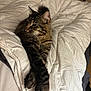 Pacha participe au concours pour gagner de l'argent avec cette photo : abyssinian, animal, bed, bedroom, blanket, cat, couch, cushion, furniture, hardwood, homedecor, indoors, kitten, linen, manx, person, pet, quilt, room, sleeping