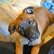 Balto participe au concours pour gagner de l'argent avec cette photo : puppy, dog, pet, head_tilt, brown_fur, black_muzzle, indoor, blanket, cozy, legs, paws, curious, looking_up, close_up, young_dog, soft_lighting, cute, animal, companion, resting