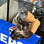 beverage_packaging, black_cat, brown_cat, cardboard_box, cat, curious, feline, fur, glass, indoor, instant_noodles, kitchen, kitten, metal_shelf, pepsi, pet, plastic_cup, ramen, resting, small_animal