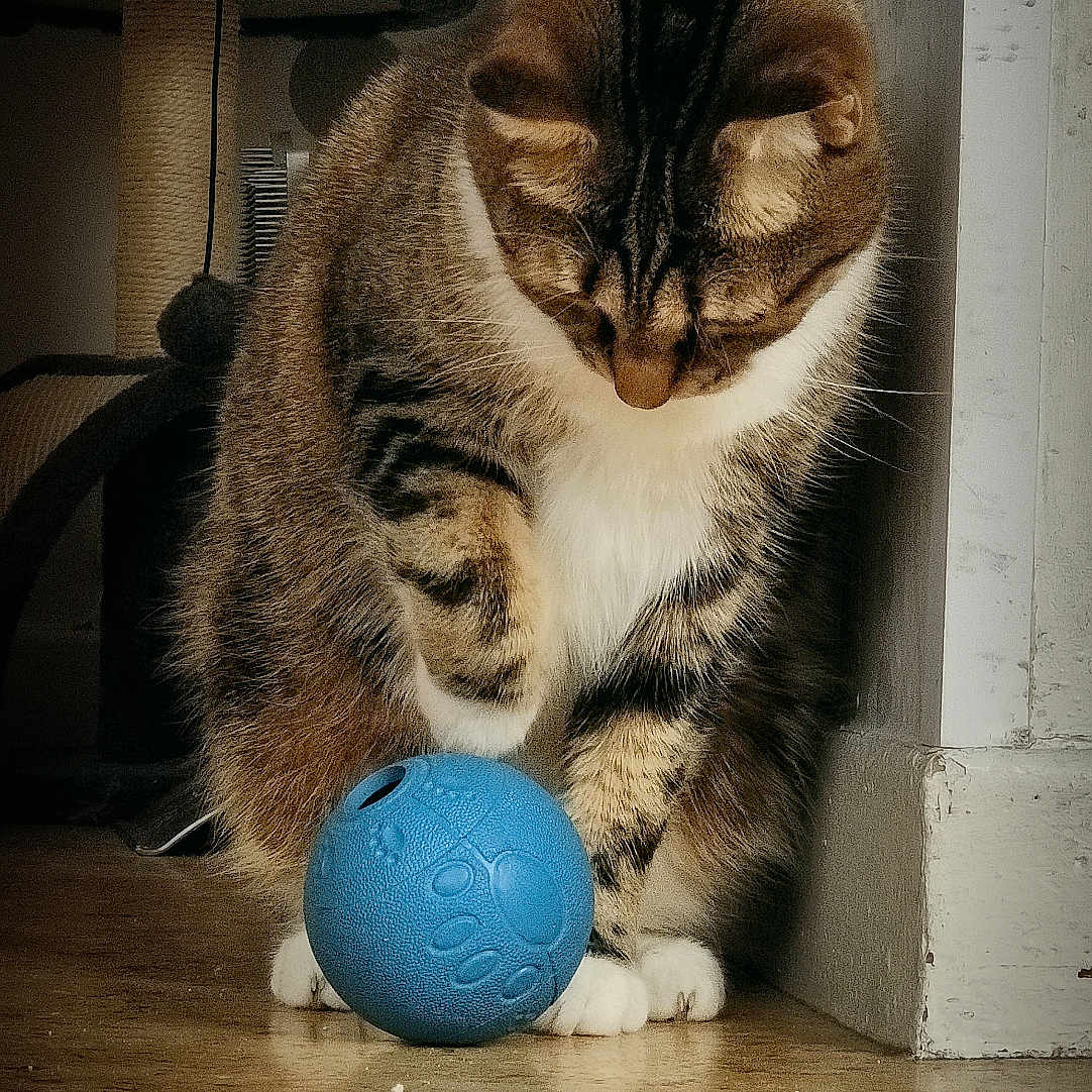 Sanka a rejoint le concours — aidez-le/la à gagner de superbes lots ! animal, blue_ball, cat, close_up, cozy, curious, feline, floor, fur, home, indoor, looking_down, paw_prints, pet, playing, scratching_post, tabby, toy, wall, white_paws