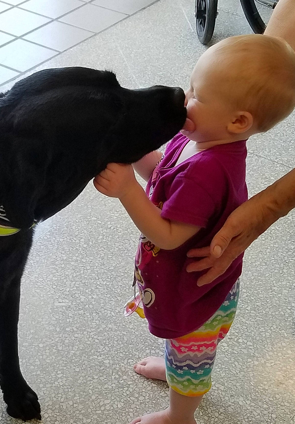 Sierra joined the competition — help win amazing prizes! baby, baby_toddler_clothing, barefoot, borador, carnivore, child, collar, companion_dog, dog, dog_breed, foot, fur, human, human_body, interaction, mammal, sporting_group, toddler, toe, working_animal