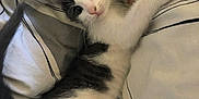 Pitchoune a rejoint le concours — aidez-le/la à gagner de superbes lots ! kitten, cat, pet, animal, feline, bed, blanket, striped, white, gray, cute, playful, paw, fur, small, young, resting, indoors, cozy, curious