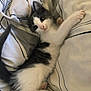 kitten, cat, pet, animal, feline, bed, blanket, striped, white, gray, cute, playful, paw, fur, small, young, resting, indoors, cozy, curious