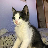 Pitchoune a rejoint le concours — aidez-le/la à gagner de superbes lots ! kitten, cat, pet, animal, bed, blanket, indoor, feline, whiskers, ears, fur, cute, young, domestic, looking, sitting, house, wall, door, shelf