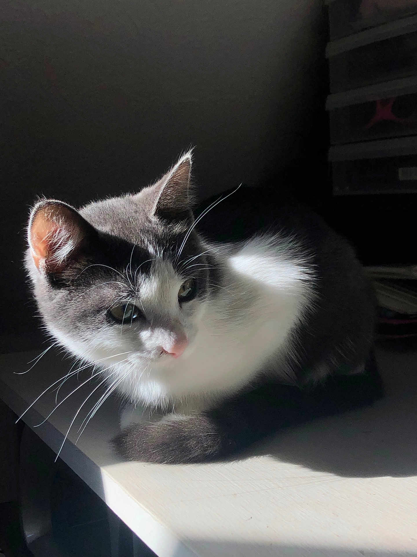 Pitchoune participe au concours pour gagner de l'argent avec cette photo : cat, gray_cat, white_fur, domestic_cat, pet, animal, whiskers, ear, table, sunlight, shadow, indoor, feline, cute, resting, fur, close_up, side_view, quiet, calm