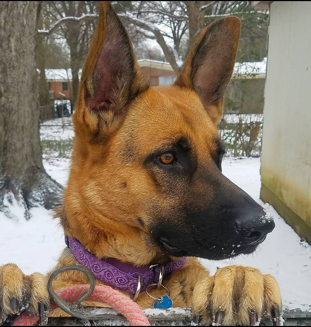 Sadie joined the competition — help win amazing prizes! canidae, carnivore, collar, companion_dog, dog, dog_breed, fawn, fur, guard_dog, herding_dog, liver, plant, snout, snow, sporting_group, whiskers, window, winter, working_animal, working_dog