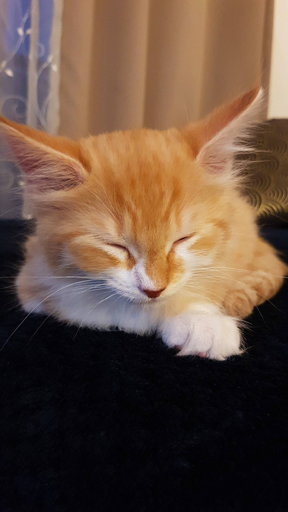 Naruto participe au concours pour gagner de l'argent avec cette photo : carnivore, cat, cat_supply, claw, close_up, comfort, domestic_short_haired_cat, ear, eye, fawn, felidae, fur, paw, pencil, small_to_medium_sized_cats, snout, tail, whiskers, window, wood