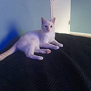 White Lighting joined the competition — help win amazing prizes! animal, bed, calm, cat, cute, domestic, door, fur, furniture, indoor, light_blue_wall, looking, patterned_bedspread, paw, pet, resting, room, soft_light, tail, whiskers