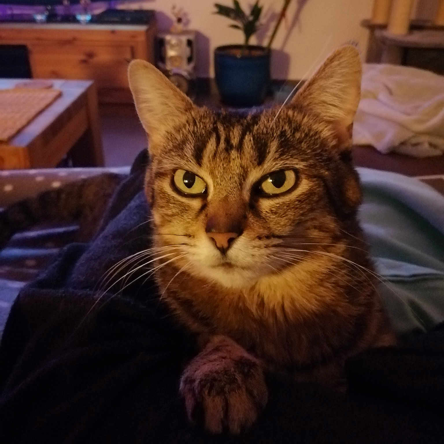 Leila