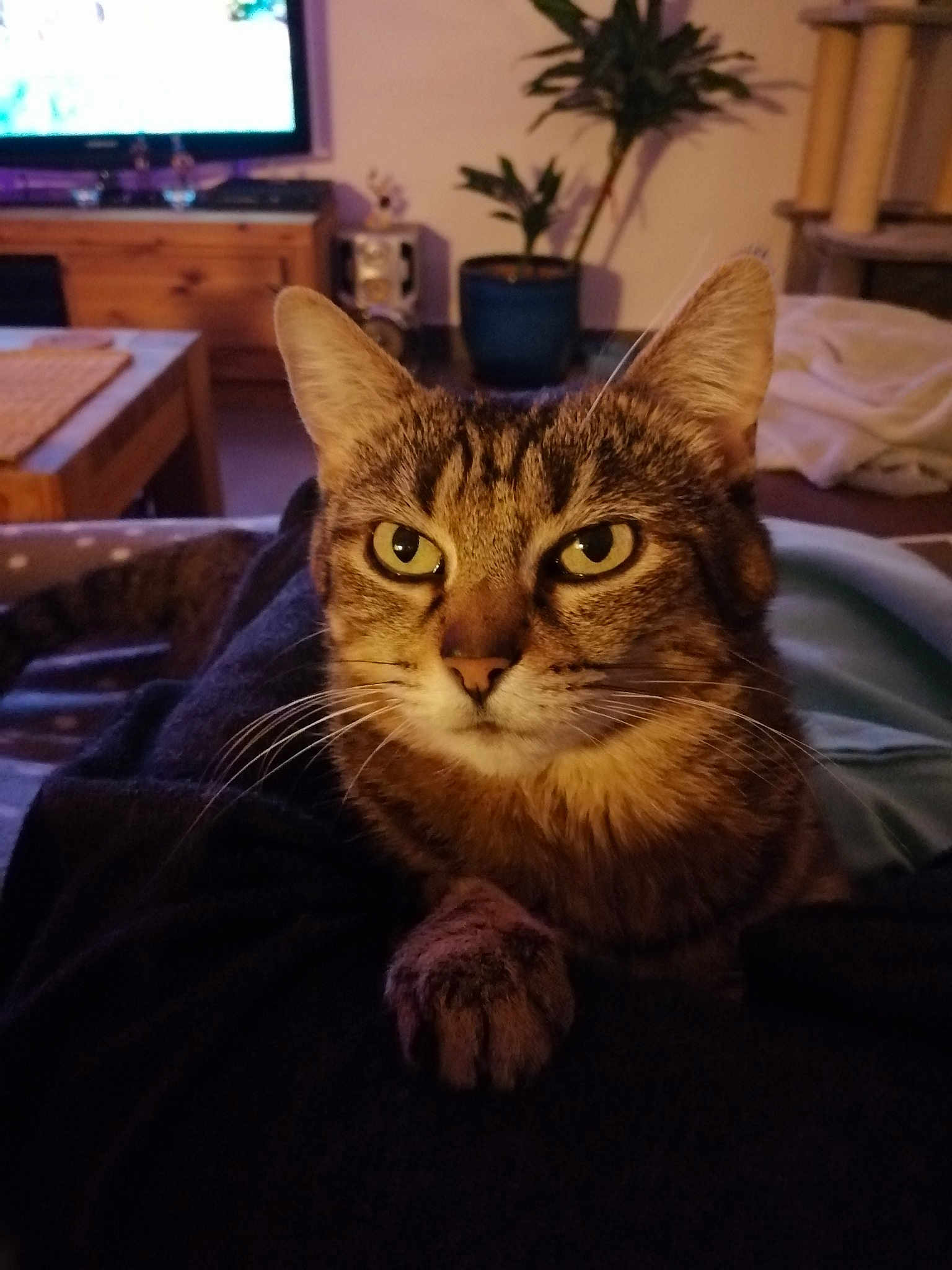 Leila
