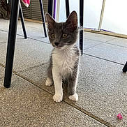 Mia participe au concours pour gagner de l'argent avec cette photo : kitten, cat, gray_cat, white_paws, yellow_eyes, indoor, floor, stone_floor, chair_legs, petal, curious, sitting, young_animal, animal, feline, small_pet, domestic_cat, whiskers, ears, fur