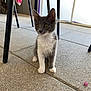 kitten, cat, gray_cat, white_paws, yellow_eyes, indoor, floor, stone_floor, chair_legs, petal, curious, sitting, young_animal, animal, feline, small_pet, domestic_cat, whiskers, ears, fur