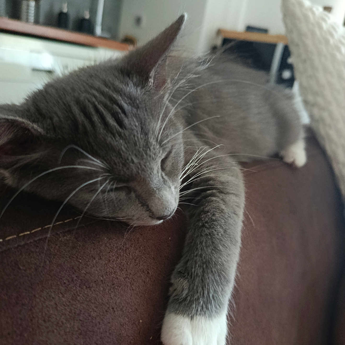 Mia participe au concours pour gagner de l'argent avec cette photo : animal, calm, cat, closeup, couch, cozy, domestic_cat, feline, fur, gray_cat, home, indoor, living_room, mammal, pet, relaxed, resting, sleeping, whiskers, white_paws
