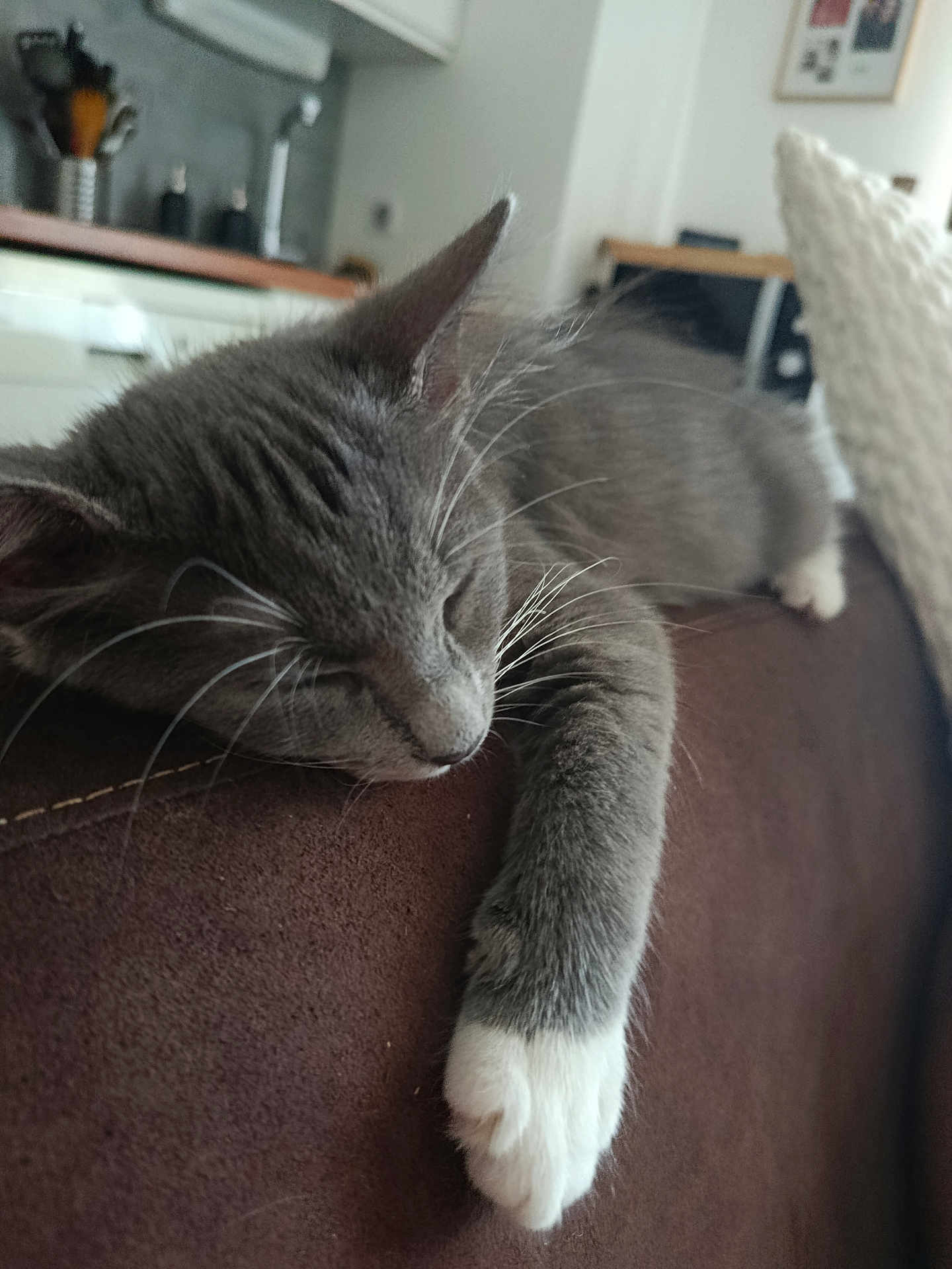 Mia participe au concours pour gagner de l'argent avec cette photo : cat, gray_cat, white_paws, sleeping, couch, indoor, pet, feline, whiskers, relaxed, home, living_room, closeup, fur, cozy, resting, domestic_cat, animal, mammal, calm