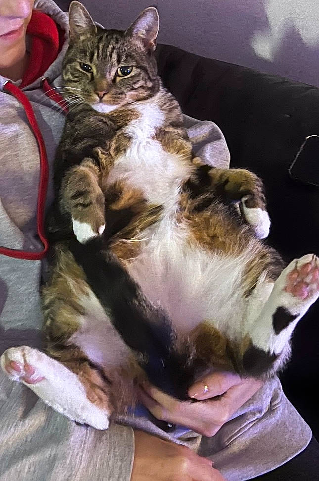 Bear is registered to the contest to win money with this photo: carnivore, cat, claw, comfort, companion_dog, dog_breed, domestic_short_haired_cat, fawn, felidae, fur, lap, paw, small_to_medium_sized_cats, tail, terrestrial_animal, whiskers