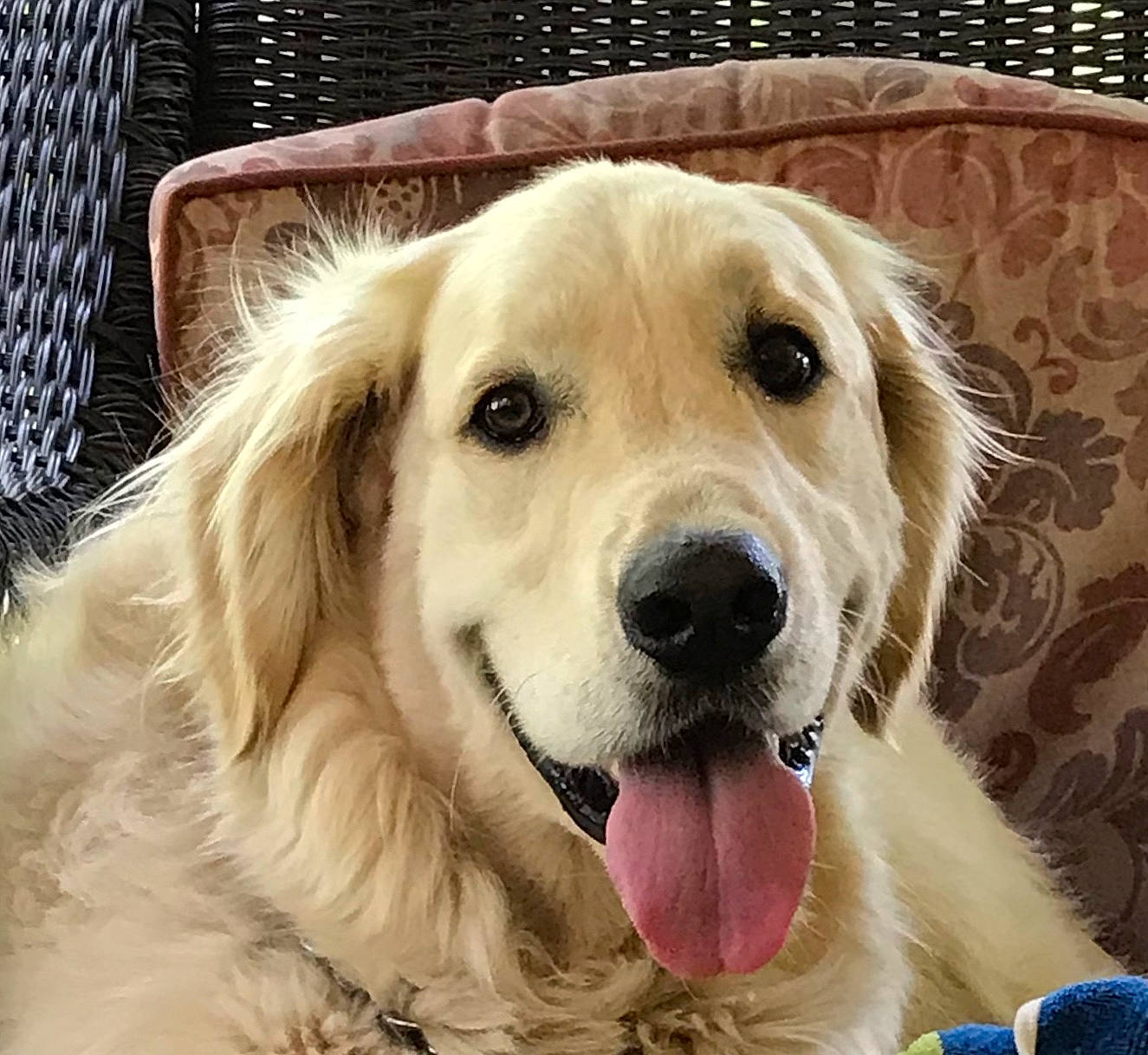 Emma is registered to the contest to win money with this photo: canidae, carnivore, companion_dog, dog, dog_breed, ear, eye, fawn, fur, golden_retriever, gun_dog, happy, paw, pet_supply, plant, retriever, snout, sporting_group, whiskers