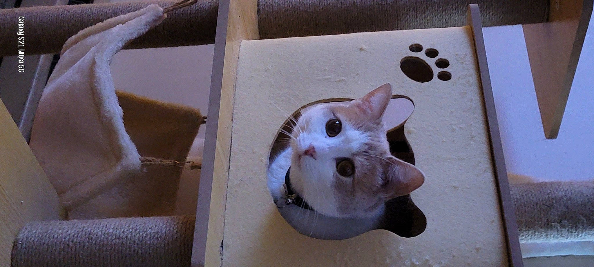 Cat is registered to the contest to win money with this photo: art, box, carnivore, cat, domestic_short_haired_cat, fawn, felidae, fur, packing_materials, paper_product, paw, shipping_box, small_to_medium_sized_cats, snout, tail, whiskers, wood