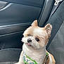 animal, car_interior, car_seat, closeup, cute, dog, ears, fluffy, fur, harness, indoor, leash, looking, nose, pet, seatbelt, sitting, small_dog, tongue_out, transportation