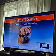 Canelo joined the competition — help win amazing prizes! television, dog, curtains, window, indoor, screen, furniture, greeting, text, room, living_room, pet, canine, photo, display, light, shadow, home, decor, technology
