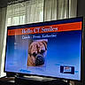 television, dog, curtains, window, indoor, screen, furniture, greeting, text, room, living_room, pet, canine, photo, display, light, shadow, home, decor, technology